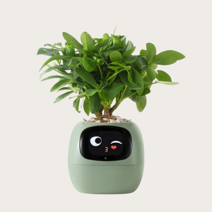 Ivy Smart Plant