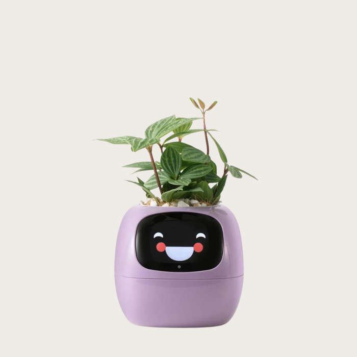 Ivy Smart Plant