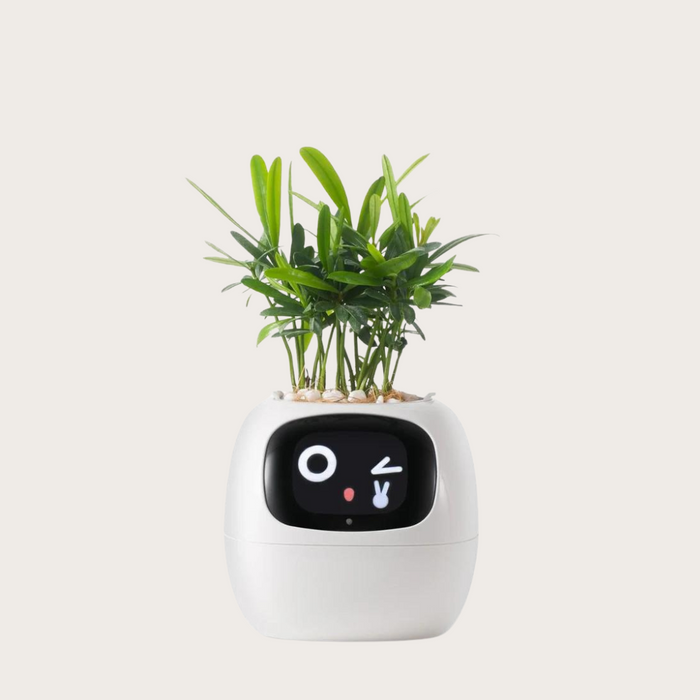 Ivy Smart Plant